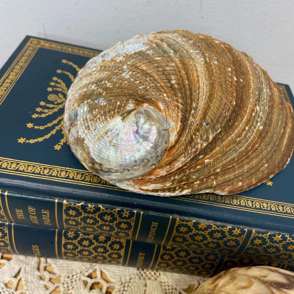 Two Shells-Abalone and Conch - Picture 5 of 11